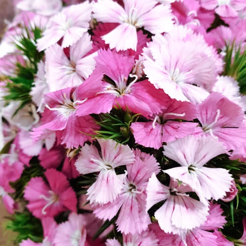 Sweet William – per bunch