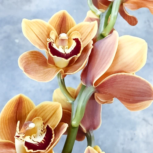 Cymbidium Orchids – per stem