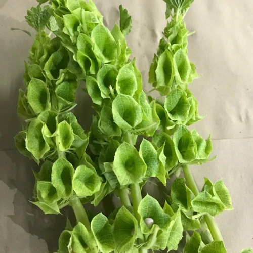 Irish Bells – per bunch