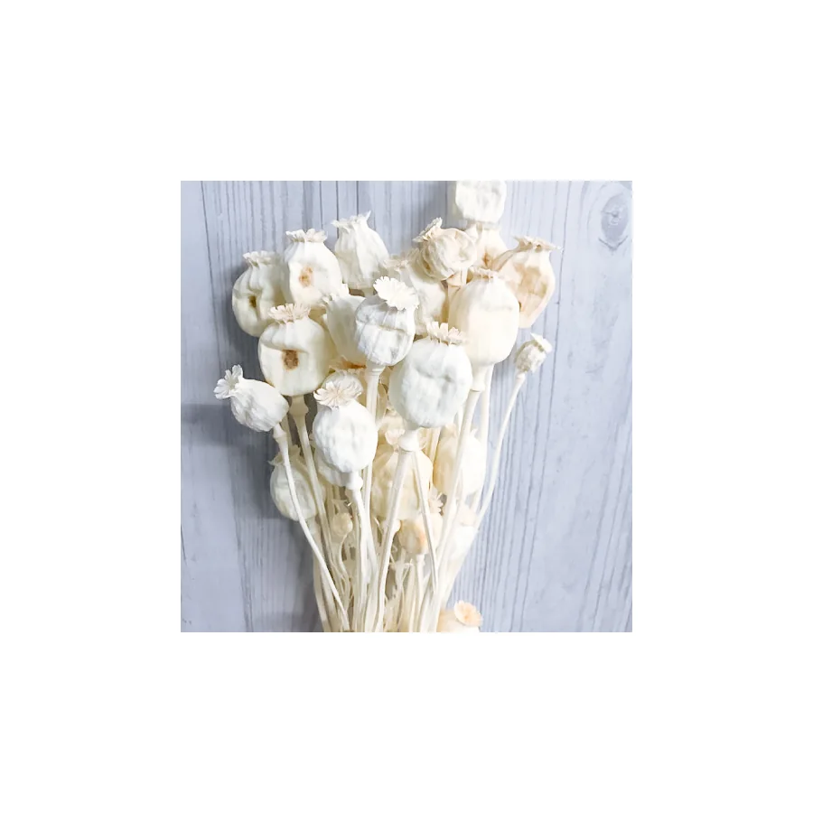 Papaver – per bunch