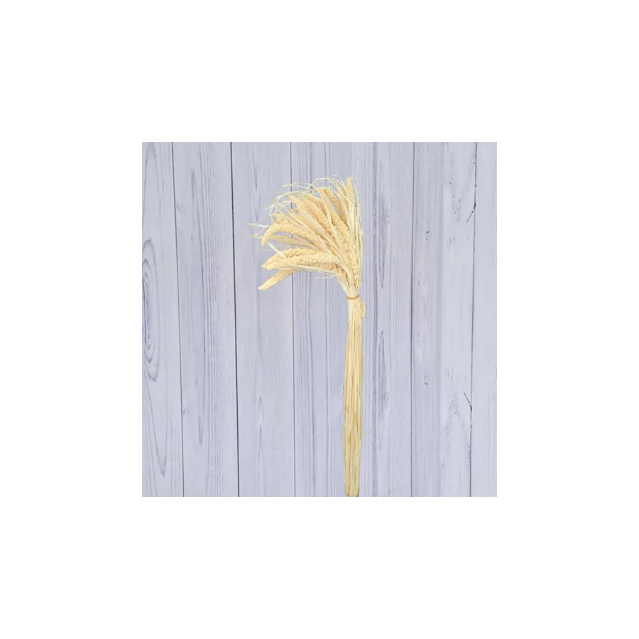 Setaria – per bunch